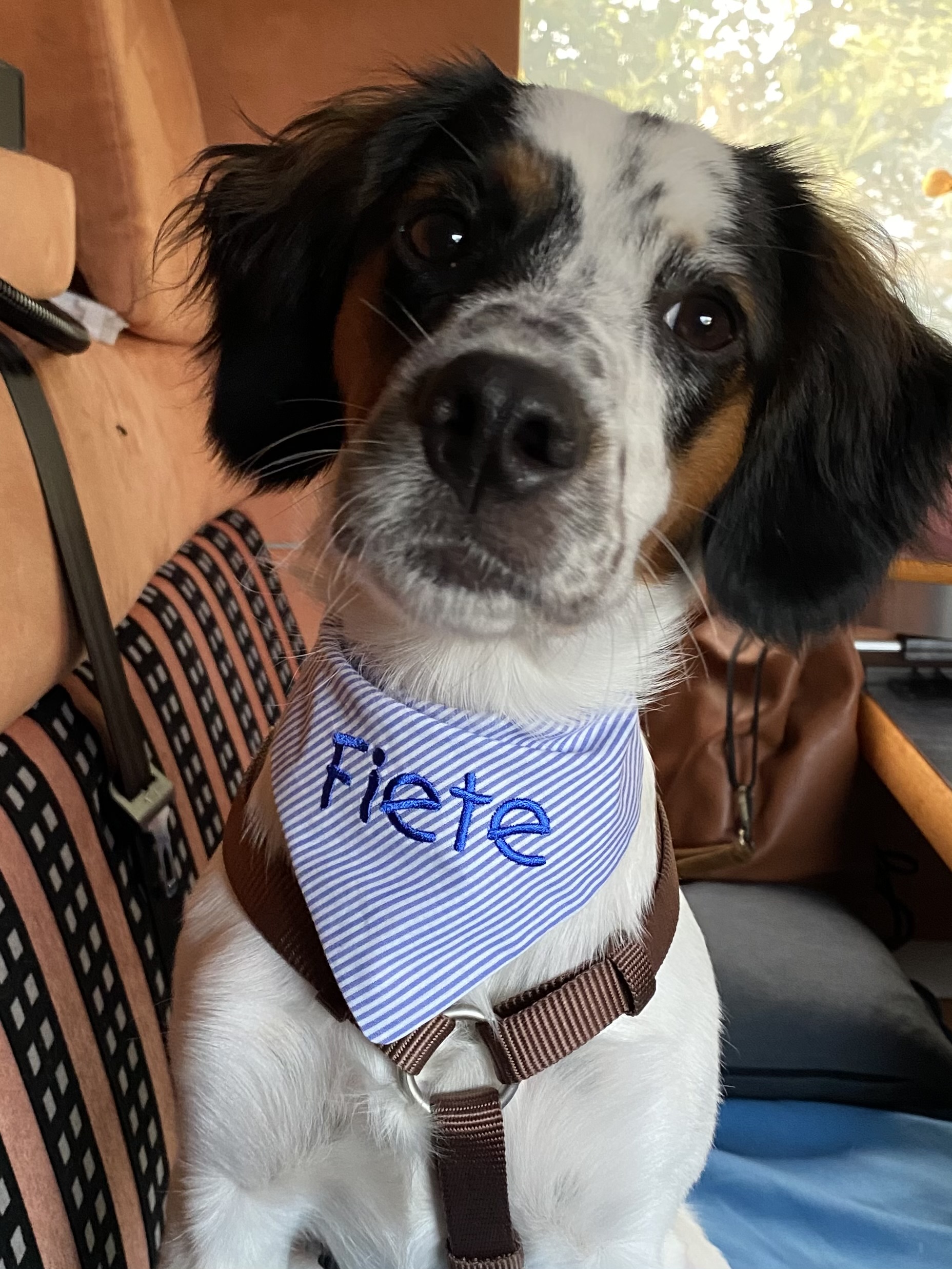 Fiete als Junghund im Auto mit seinem Namens-Halstuch