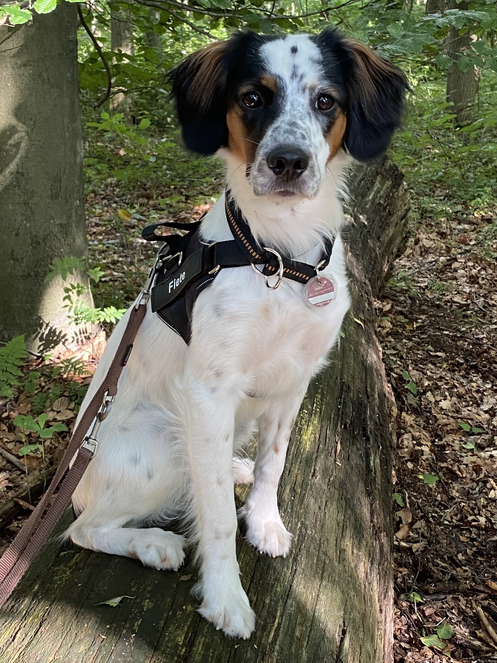 Fiete sitzt auf einem Baumstamm im Wald