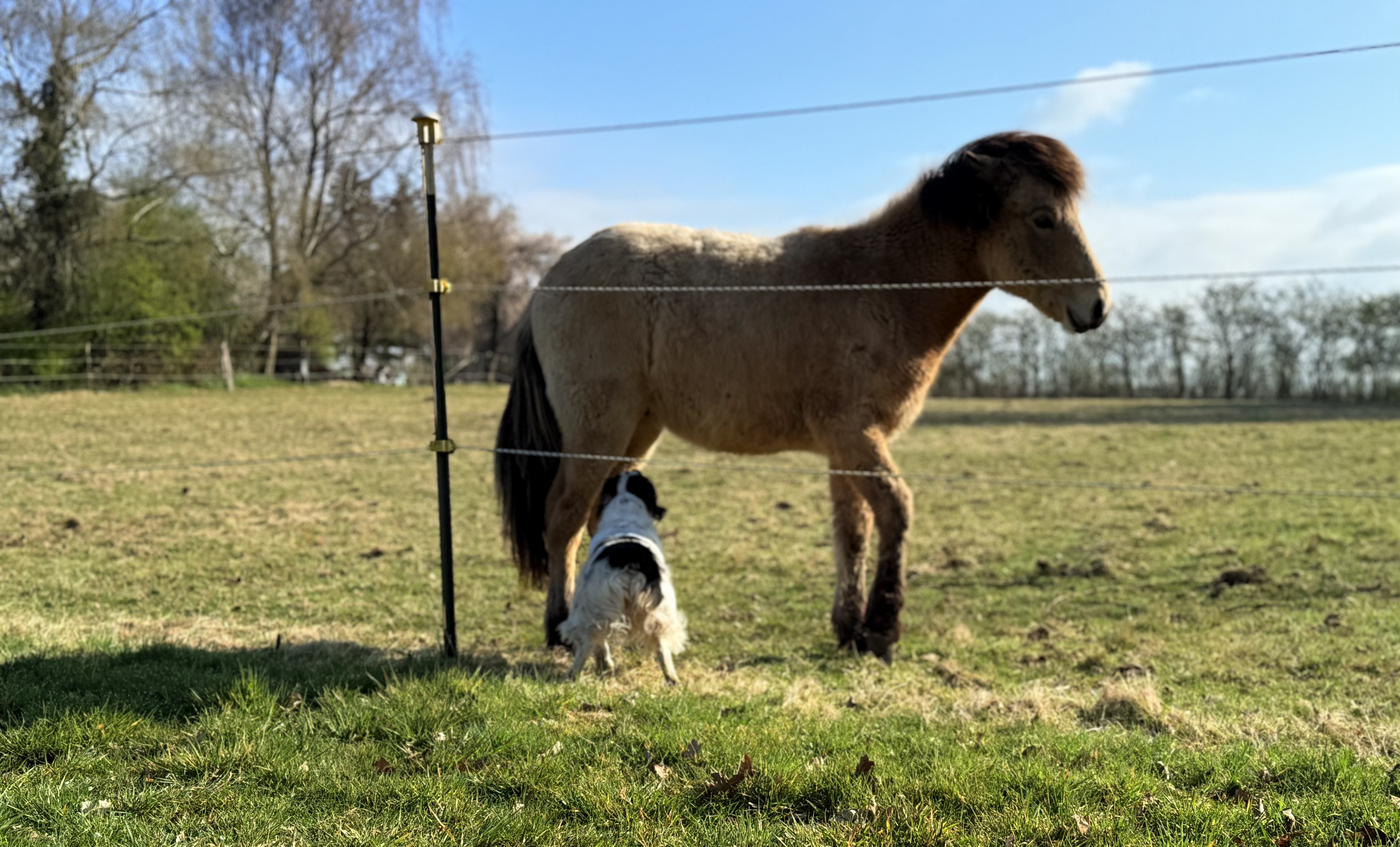 Fiete schnüffelt unter einem Shetland-Pony auf einer Weide