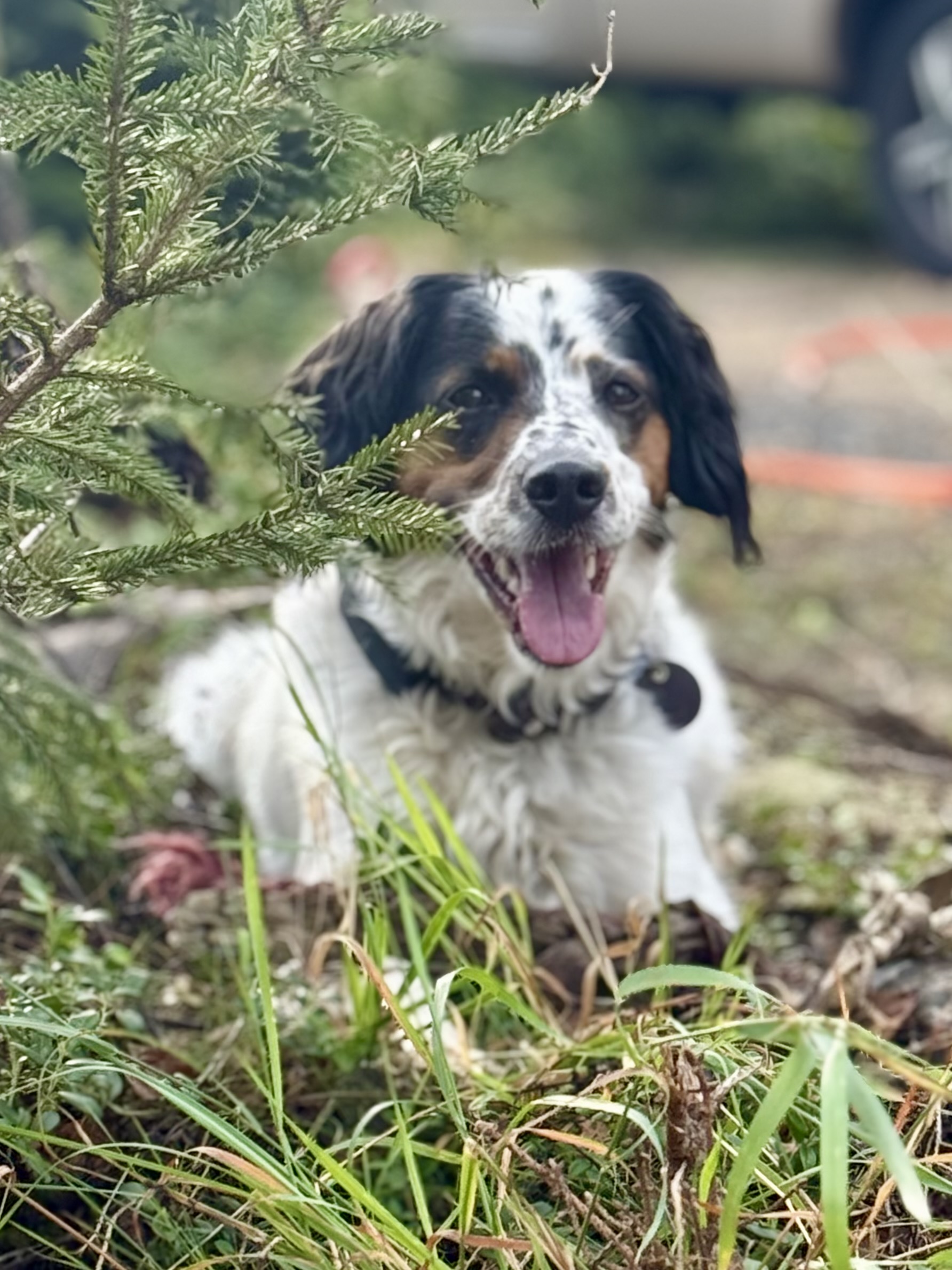 Fiete liegt glücklich im Gras unter einem kleinen Baum