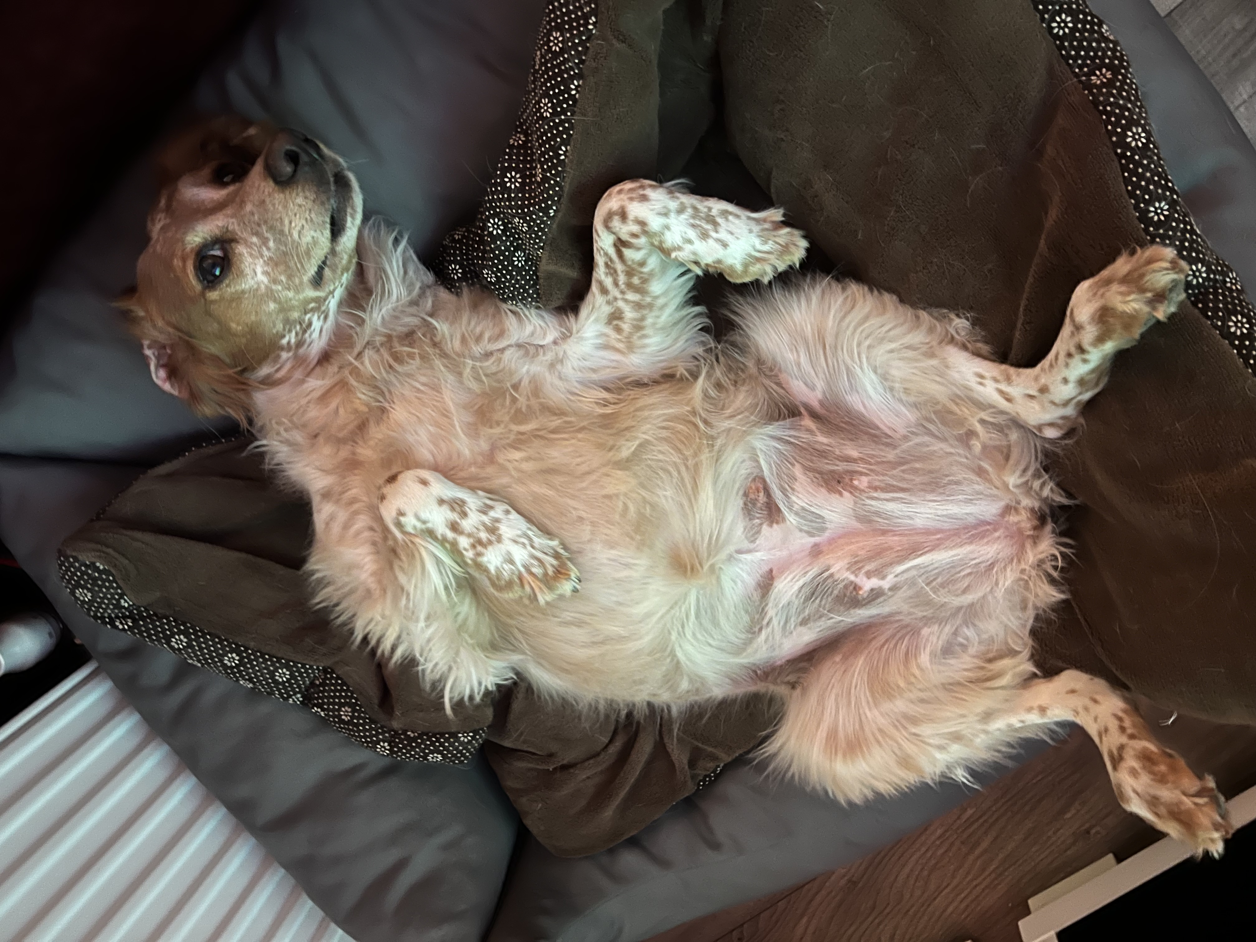 Greta liegt auf dem Rücken im Hundebett, Pfoten in der Luft