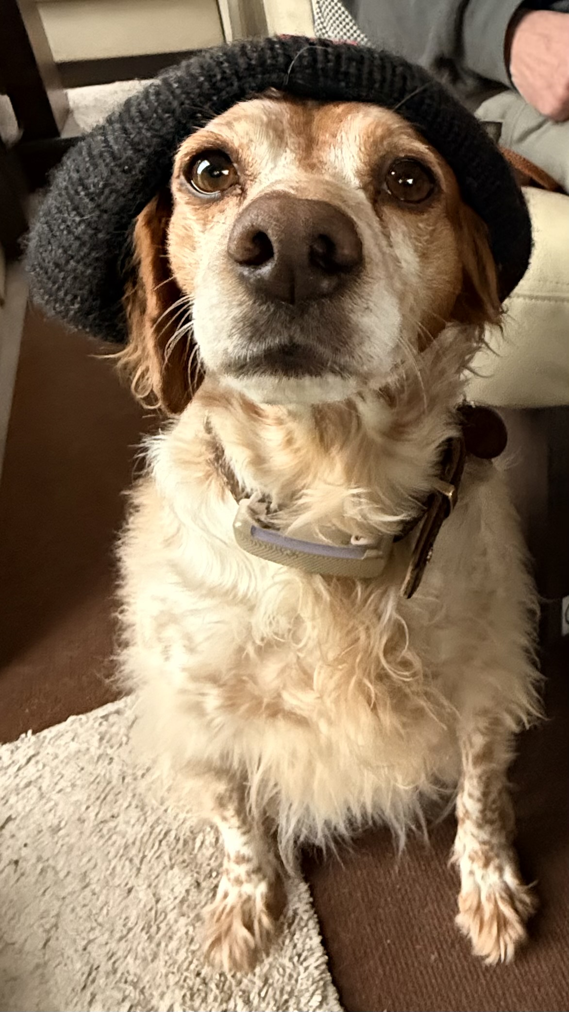 Greta sitzt mit einer Strickmütze auf dem Kopf und schaut würdevoll