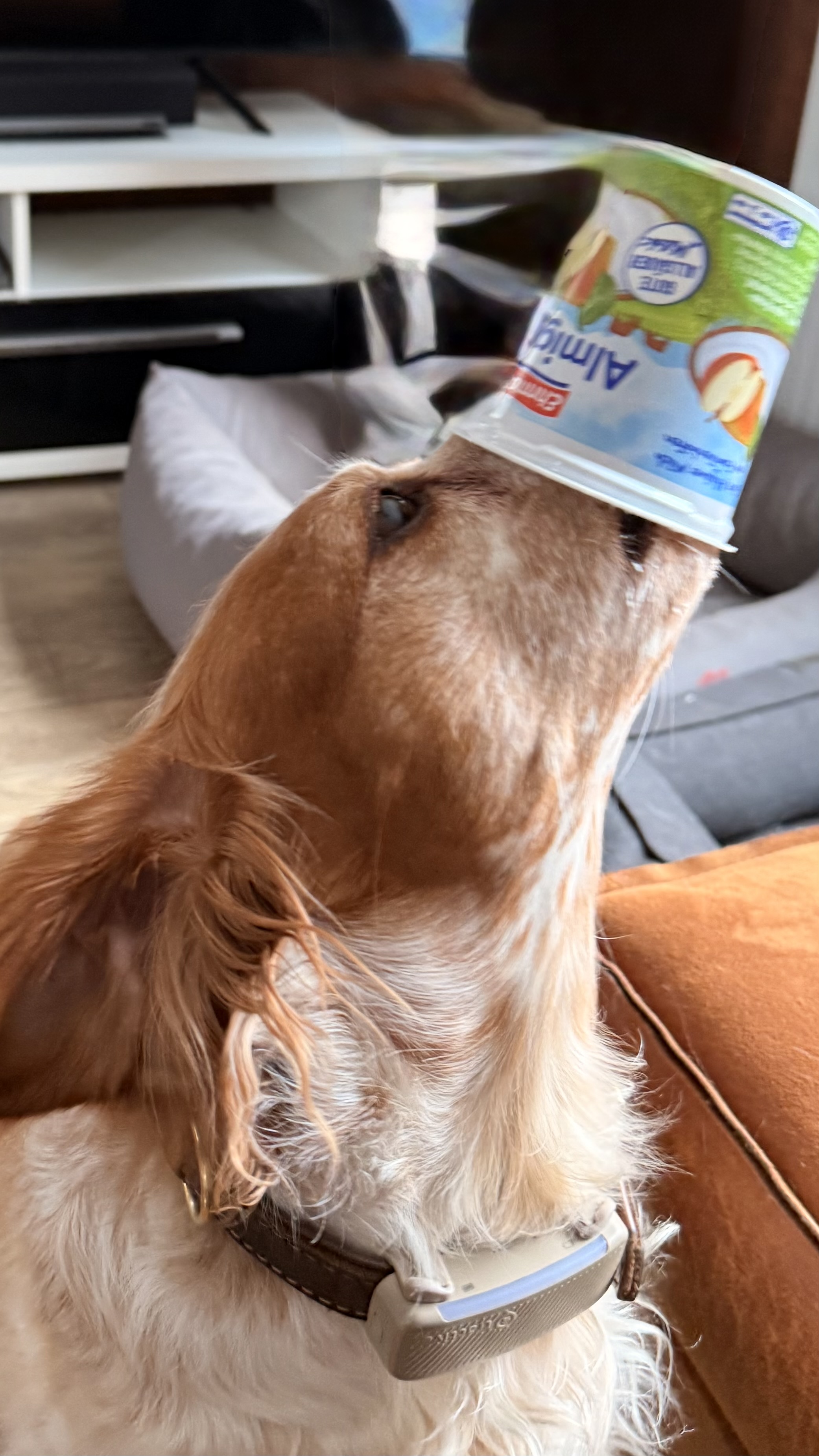 Greta balanciert einen Joghurtbecher auf der Schnauze