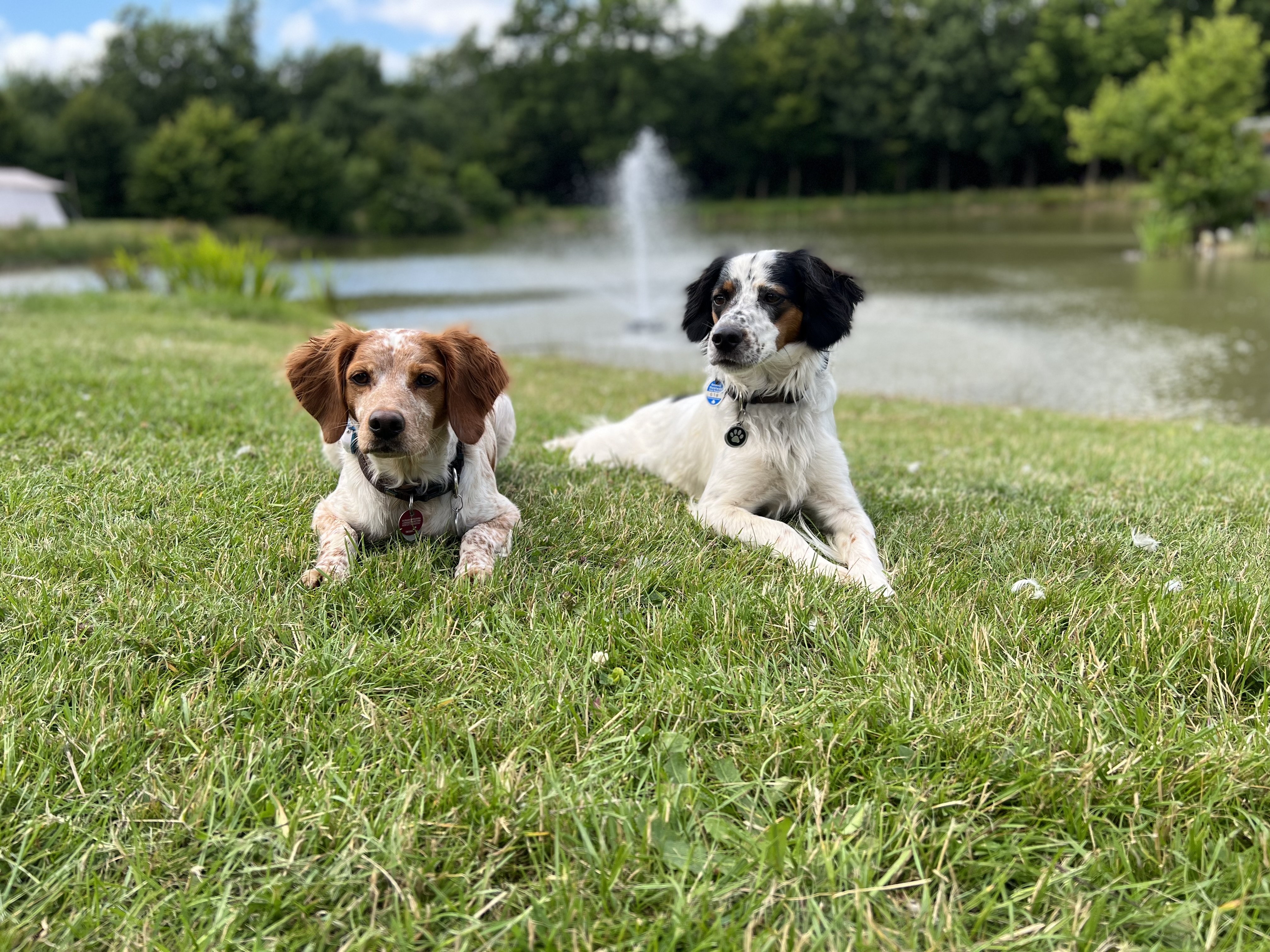 Greta und Fiete liegen nebeneinander auf einer Wiese vor einem Teich