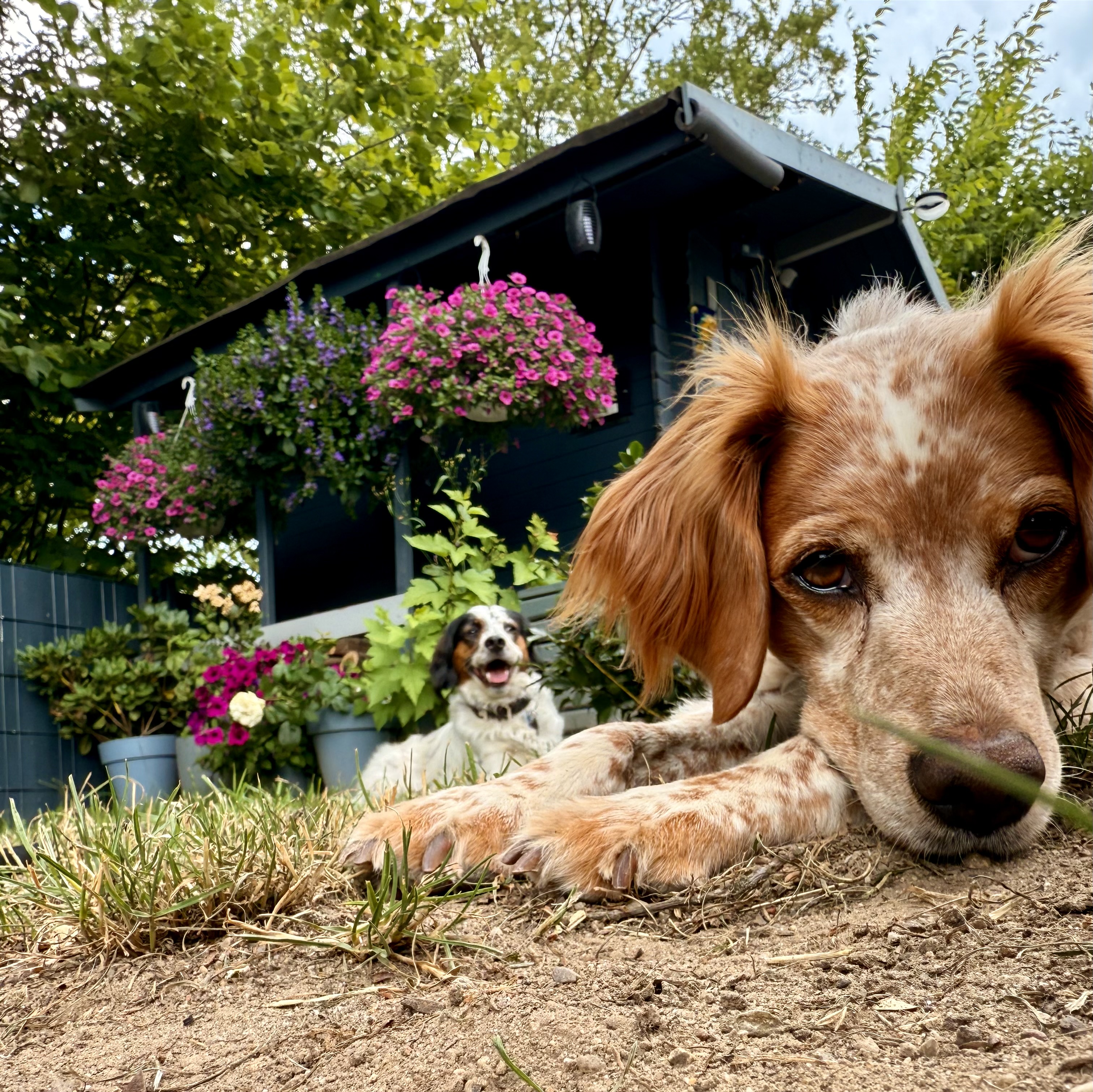 Fiete im Vordergrund, Greta im Hintergrund