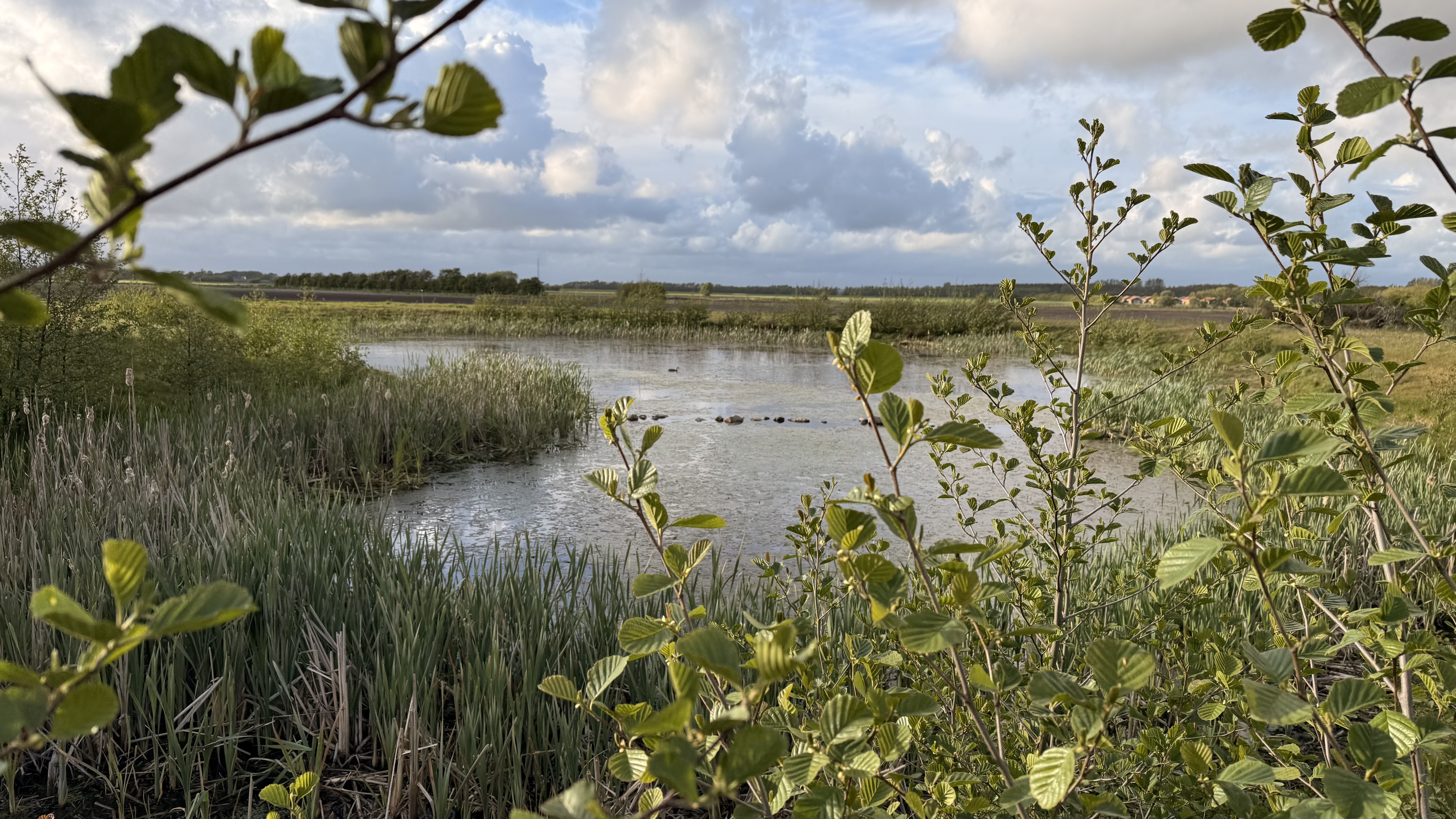 Blick über die grüne Marschlandschaft bei Skærbæk mit Schilfgürtel und Wasserläufen unter bewölktem Himmel