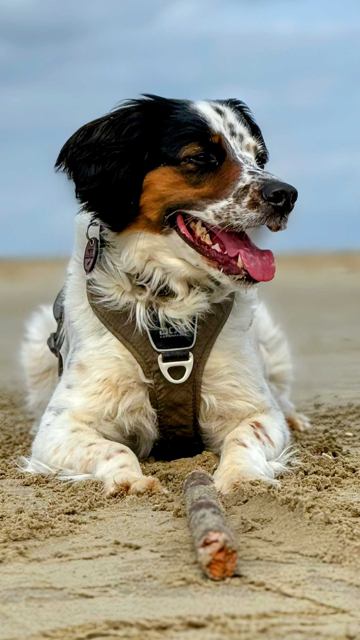 Hund mit Stöckchen am Strand von Römö