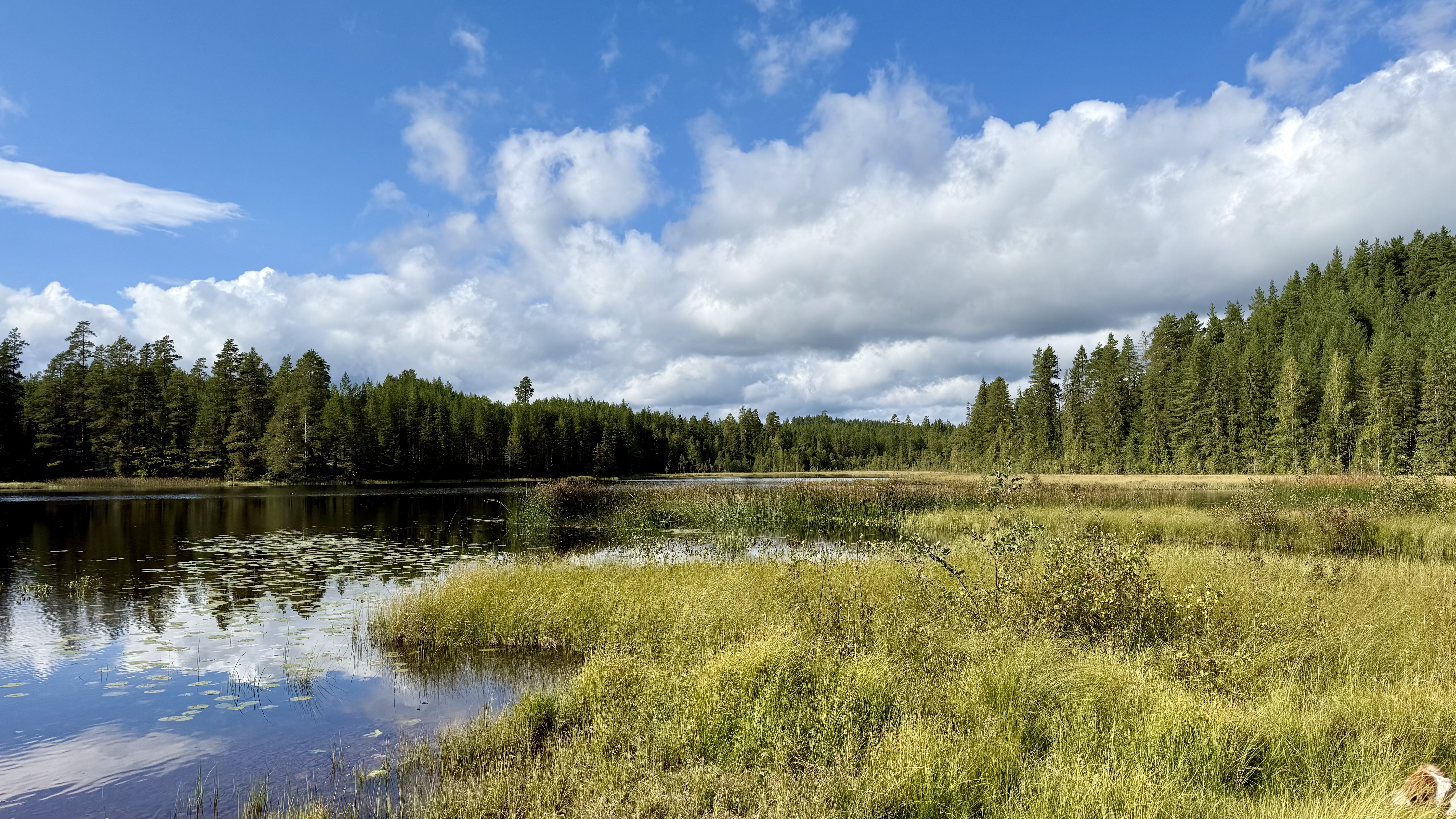 Schwedischer See mit Seerosenblättern und Kiefernwald